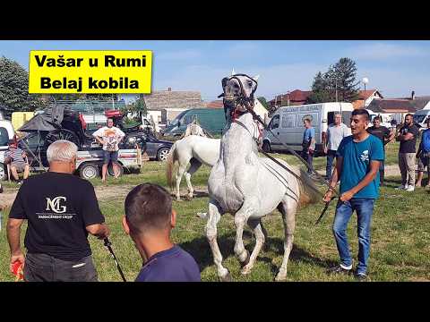 Vašar u Rumi Konjski karambol