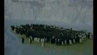 Emperor Penguin -- Long Winter Wait