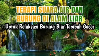 Download lagu TERAPI SUARA AIR DAN BURUNG DI ALAM LIAR Untuk Rel... mp3