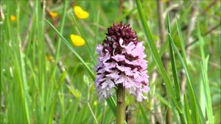 preview picture of video 'Orchidées sauvages du mois d'avril'