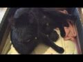 A black cat's story. Котята у чёрной кошки. 