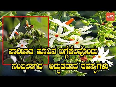 ಪಾರಿಜಾತ  Night Flowering Jasmine Unbelievable Secrets | Parijat Tree and Flower | YOYO Kannada News