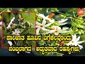 ಪಾರಿಜಾತ Night Flowering Jasmine Unbelievable Secrets Parijat Tree And Flower YOYO Kann