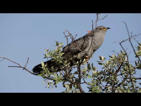 Canto del cuco común
