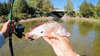 SUMO Size Catfish Were CRUSHING This Bait!!!