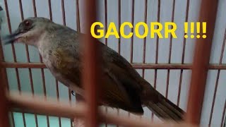 Download lagu Suara burung merbah mata merah gacor mp3 Download lagu Suara burung merbah mata merah gacor mp3