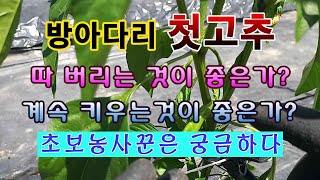[텃밭농부 1,483]  방아다리 첫 고추. 따는 것이 좋은가? 키우는 것이 좋은가? 고추재배
