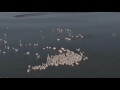 Incredible Pelican Footage