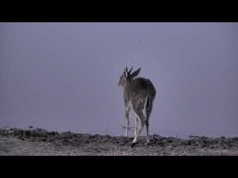 Djuma:Common Grey Duiker male - 18:05 - 10/09/18
