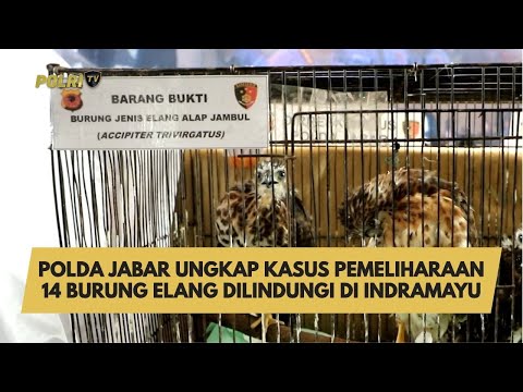 POLDA JABAR UNGKAP KASUS PEMELIHARAAN 14 BURUNG ELANG DILINDUNGI DI INDRAMAYU