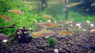 Danio myanmarské - Danio choprae
