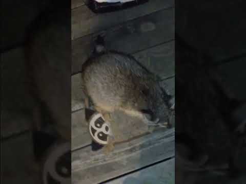Baby Raccoons! 🦝🦝🦝 WWE triple threat match between Ripley, Rocket & Ramon. 🤣
