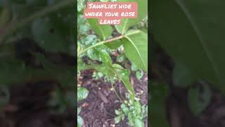 Identify sawfly damage on your roses before they kill your plant! They hide UNDER the leaves.