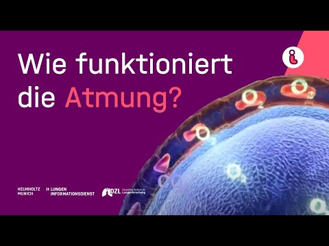 Lungeninformationsdienst: Die Atmung