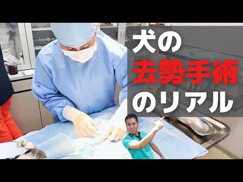 犬が縫合糸を引き裂いてしまいました。どうすればよいですか?