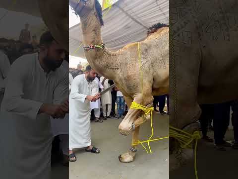 Qurban