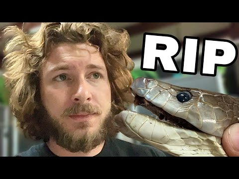 My Giant Black Mamba Passed