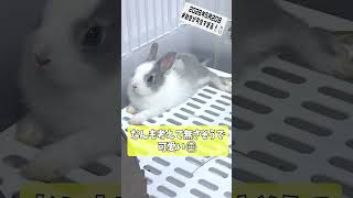 ペットショップからお迎えした初日の子うさぎが天使すぎた🐰