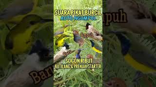 Download lagu Suara pikat burcil | kutilang vs burcil#shorts #pikatburung #birds #pikatsogon #sogon #pikatburcil mp3