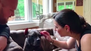 Gremlin Is A Visually Impaired Senior Pit Bull Who Just Got Contacts | DOGS YOU SHOULD KNOW ABOUT