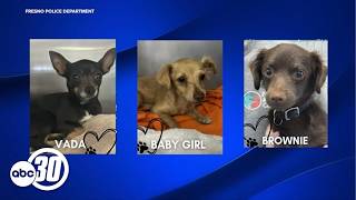 2 arrested after Fresno police rescue dogs that tested positive for multiple drugs