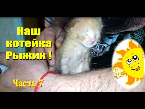 Наш котейка Рыжик! Часть 7 #Shorts