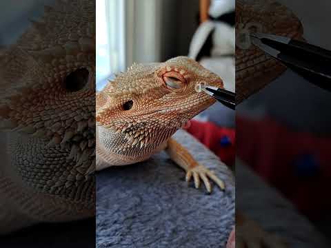 , title : 'Bearded Dragon Nostril👃SHED REMOVAL! | #stayrad #beardeddragons @ChuckNorrizBeardedDragons'