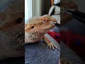 Bearded Dragon Nostril👃SHED REMOVAL! | #stayrad #beardeddragons @ChuckNorrizBeardedDragons