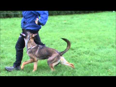 Chester z Jukasu - obedience - 6 months