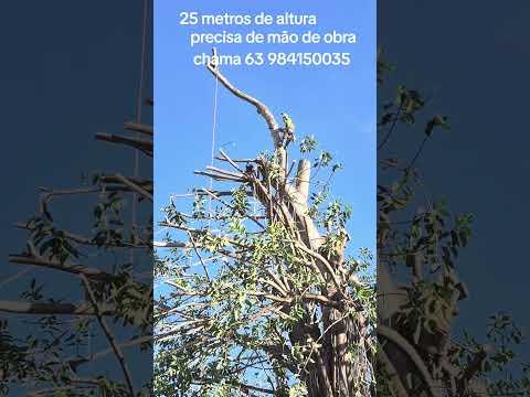a mais de 25 metros de altura em Dianopolis Tocantins  poda de ficos #plantas #poda