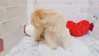 ハーフ犬の動画03