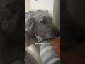 Giant Wolfhound Looks After Kids