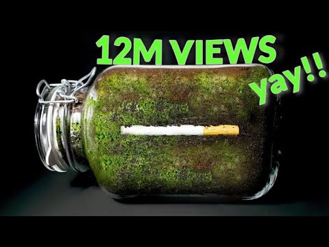 CIGARETTE IN SOIL - 1 YEAR