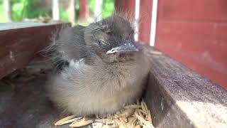 July 2017 - rescued baby bird