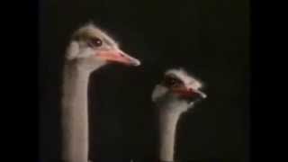 Thumbnail: Comercial japonês