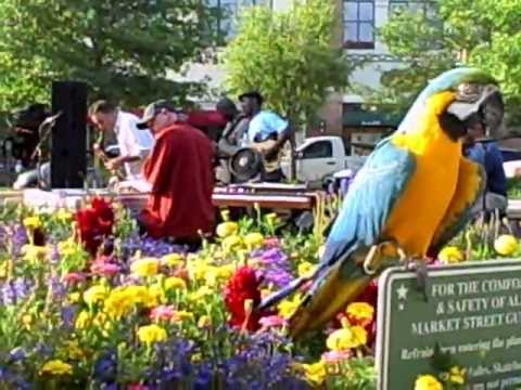 Saxophonist Ken Mondshine And Tiki Blue & Gold Macaw Enjoying Market Square