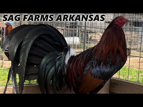 Jerry Gonzalez Leiper Albany Sweater Kelso Roundhead Grey SAG FARMS - Big Farm in Arkansas