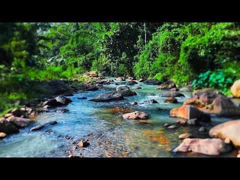 Sleep Instantly with Rhythmic & Gentle Water Sounds Flowing Over Rocks in a Peaceful Tropical Forest