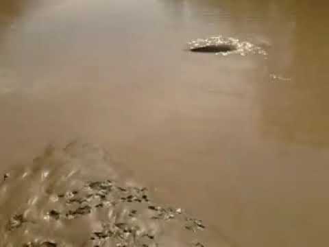 pesci SILURI con la piena