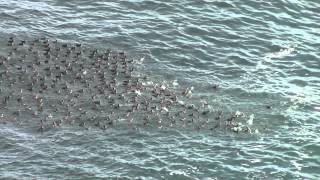 preview picture of video 'Surf Scoter Raft Synchronous Feeding Dives'