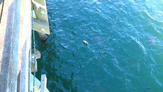 preview picture of video '3 Sharks Attack Sting Ray off Myrtle Beach Pier'