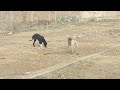 Andy A Dog S Tale Full Film Canine Companions Animation Puppy Servicedog
