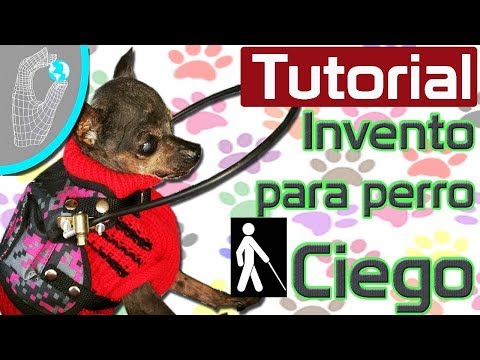 Tutorial Invento para Perro Pinsher Ciego - Parachoques Miniatura