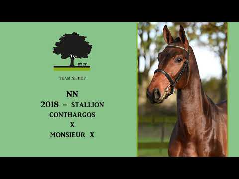 2. NN (Conthargos x Monsieur)