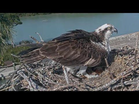 Captiva Osprey Cam | Congrats Andy and Lena for third eggs | 3 Eggs | 14.01.2022