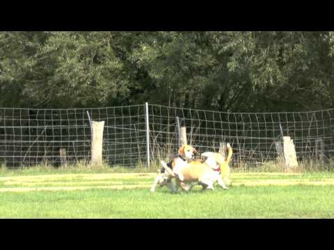 2015-08-15 Beaglespielplatz Schermbeck - Teil1