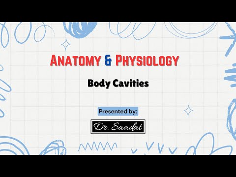 Body Cavities