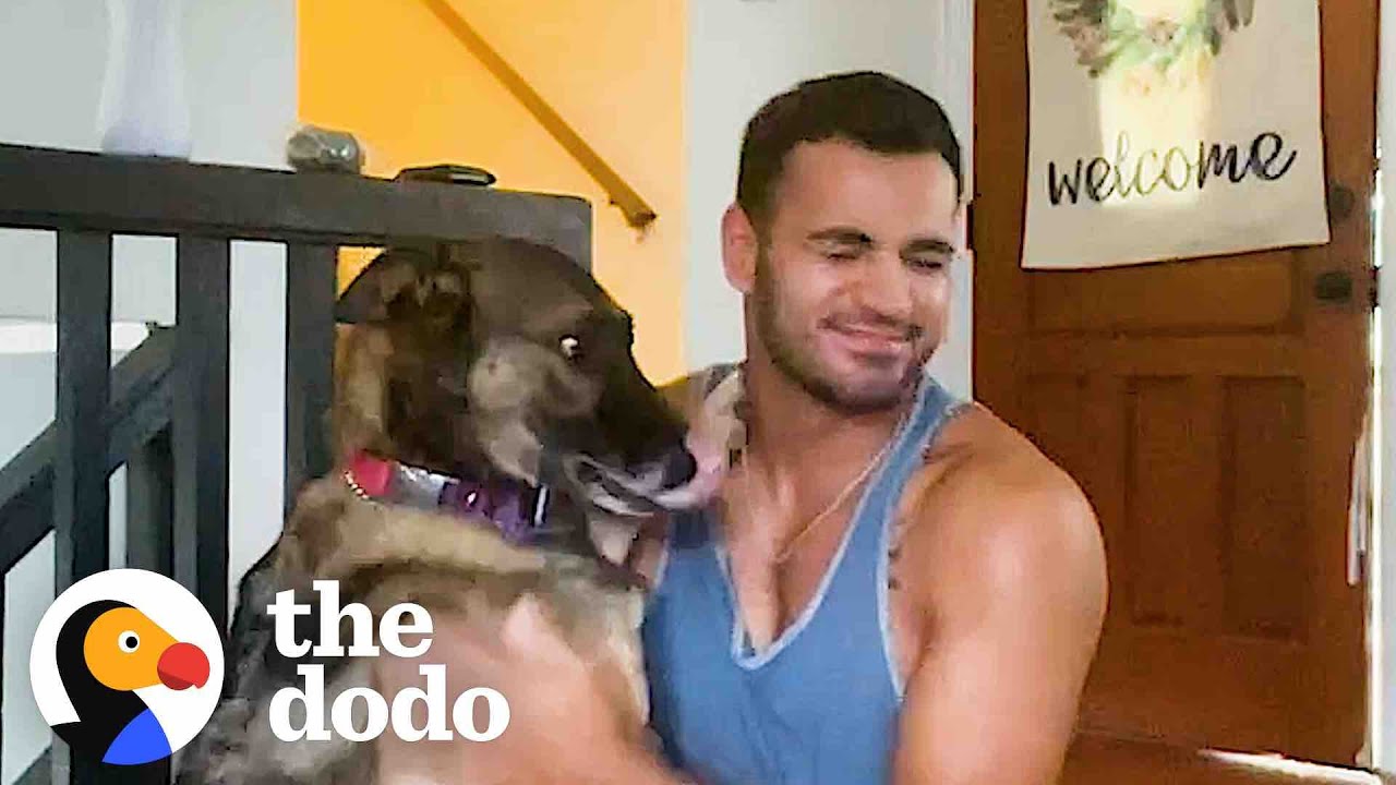 German Shepherd Bomb Detection Dog Misses Her Job After Retirement | The Dodo Soulmates