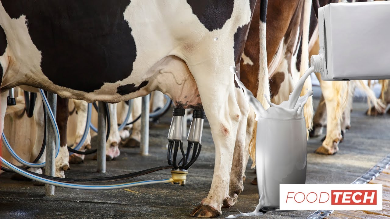 MILK INDUSTRIAL PROCESSING - UHT MILK - FOOD INDUSTRY