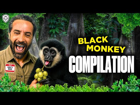 Black Monkey Reunites With His Old friend Compilation.🐒